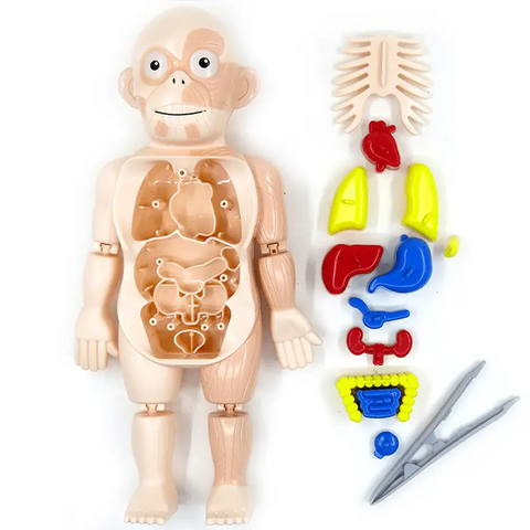 Aprendendo o Corpo Humano - Kit Anatomia Infantil Montessori - img1