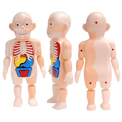 Aprendendo o Corpo Humano - Kit Anatomia Infantil Montessori - img4