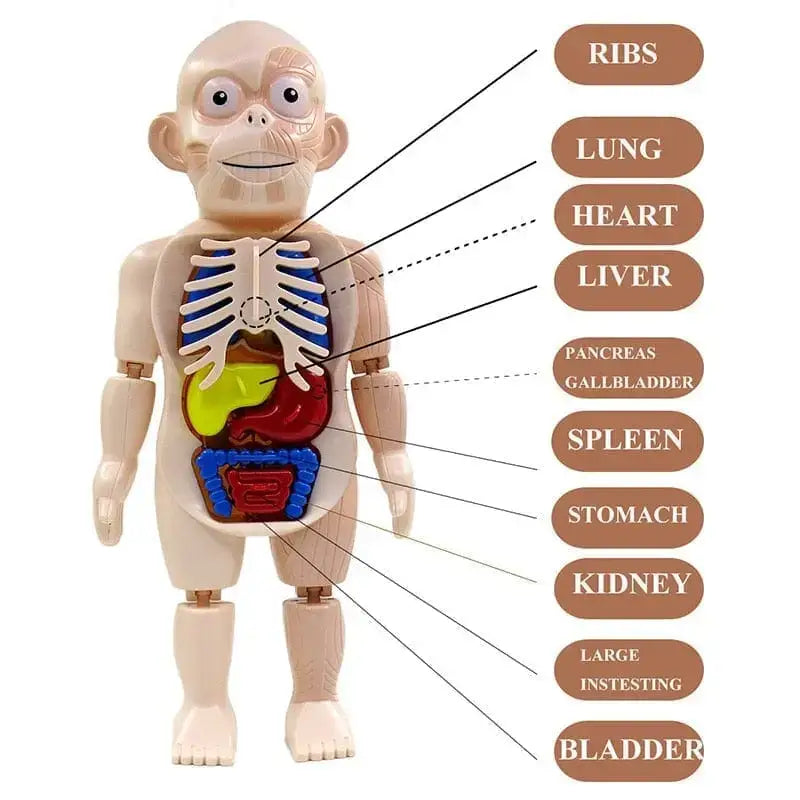 Human Toys - Brinquedo Educacional de Anatomia Humana - Brinquedo - edu - 051