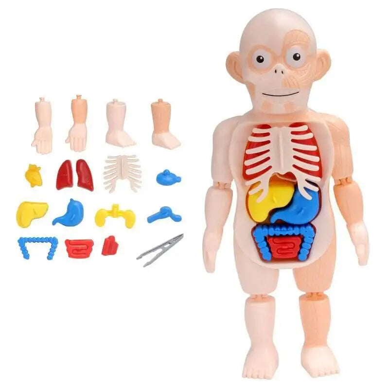 Human Toys - Brinquedo Educacional de Anatomia Humana - Brinquedo - edu - 051