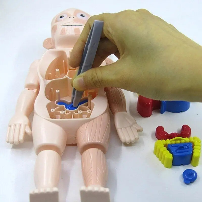 Human Toys - Brinquedo Educacional de Anatomia Humana - Brinquedo - edu - 051