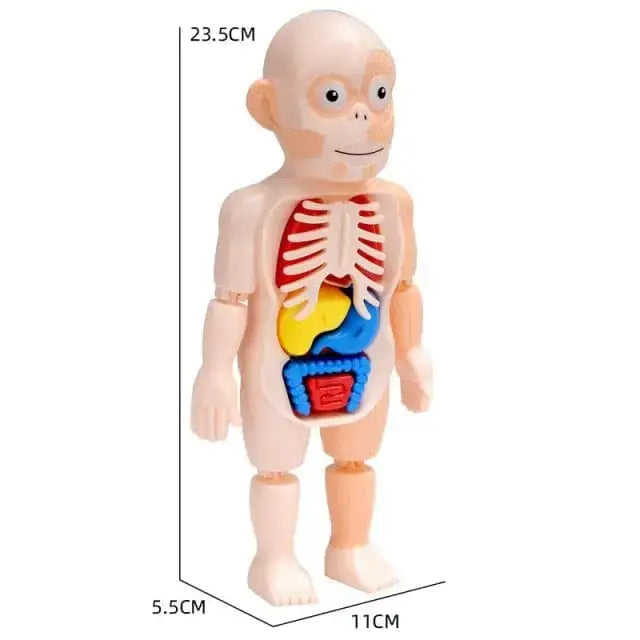 Human Toys - Brinquedo Educacional de Anatomia Humana - Brinquedo - edu - 051