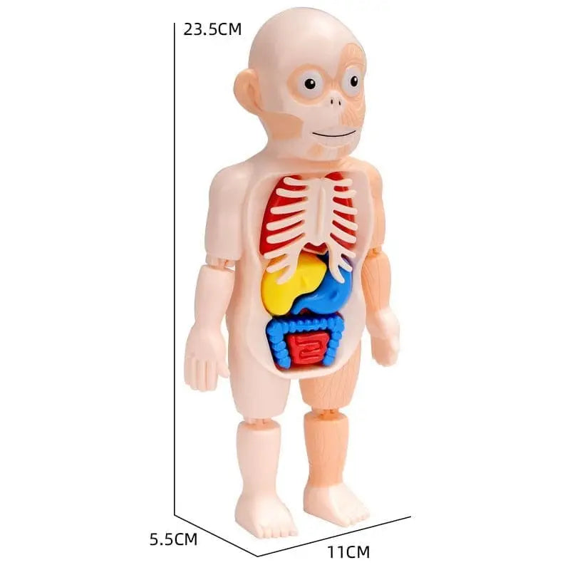 Human Toys - Brinquedo Educacional de Anatomia Humana - Brinquedo - edu - 051