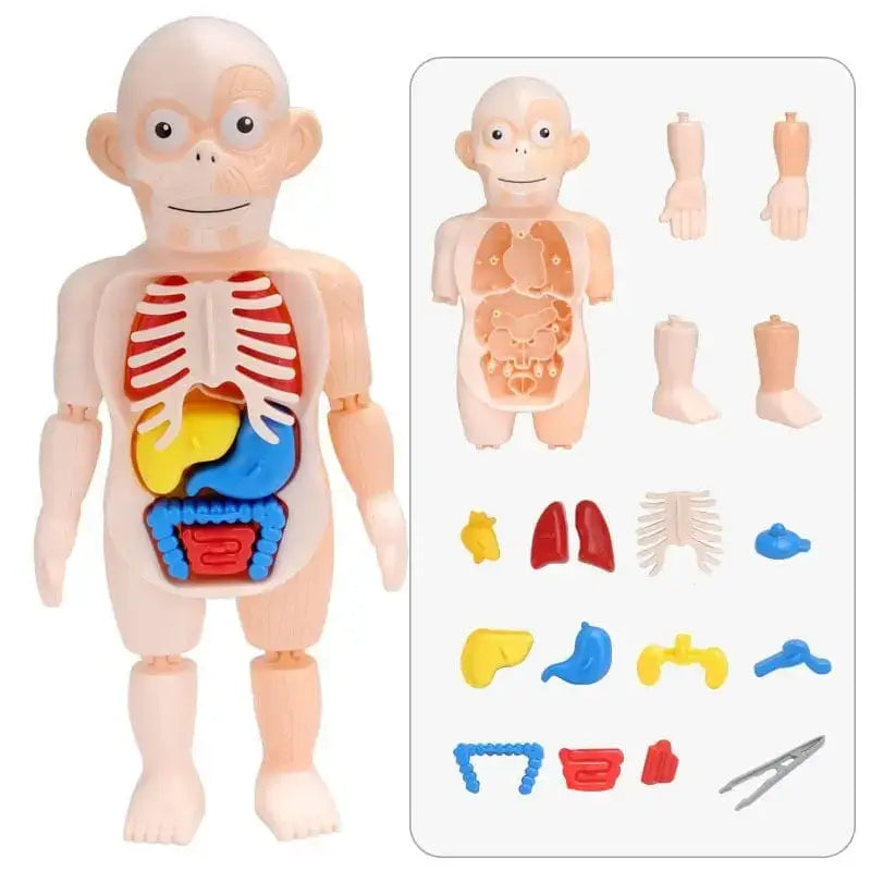 Human Toys - Brinquedo Educacional de Anatomia Humana - Brinquedo - edu - 051