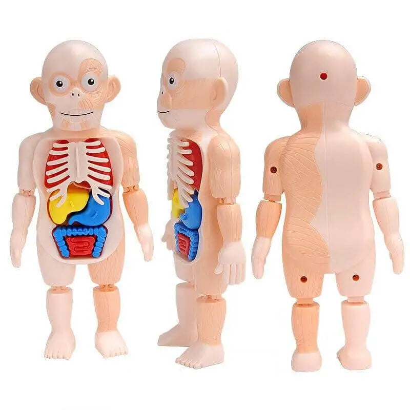 Human Toys - Brinquedo Educacional de Anatomia Humana - Brinquedo - edu - 051